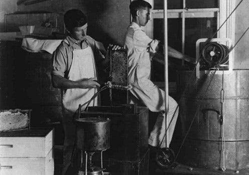 Apiary - Students extracting honey - uncapping the comb with steam heated knife [Hawkesbury Agricultural College (HAC)] 1920 (P47)