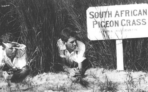 Experimental Plots: Two students lying in a plot of South African Pigeon Grass [Hawkesbury Agricultural College (HAC)] 1900s (P446)