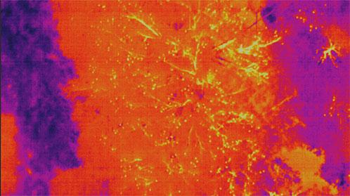 Thermal imagery showing flying foxes visible in trees through thermal camera effects