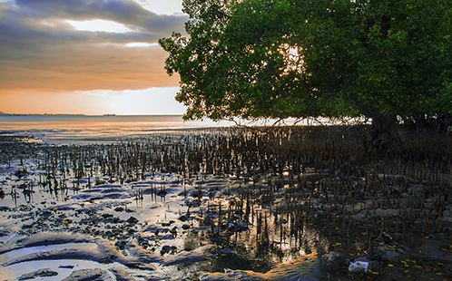 Mobile Stories Image - Mangroves in Dili