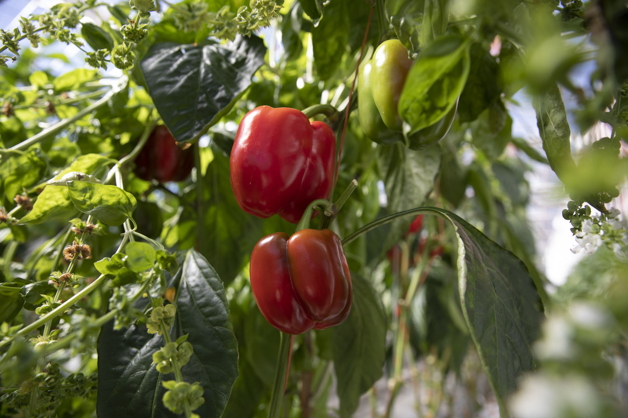 Fresh produce in glasshouse on Hawkesbury campus