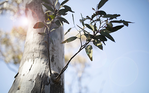 Tomorrow Trees Tomorrow Trees