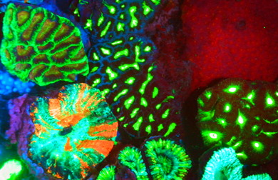 Fluorescent coral