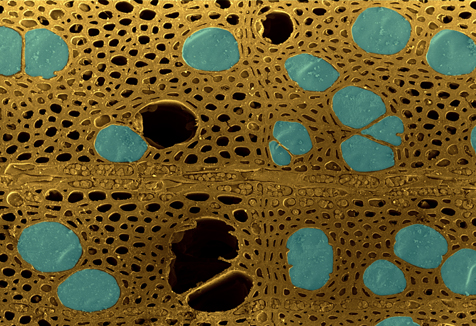Electron microscope view of gas filled xylem vessels