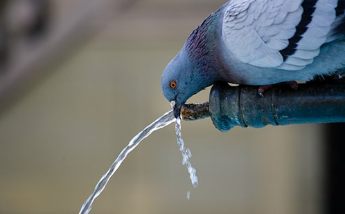 Why does some tap water taste weird? | Western Sydney University