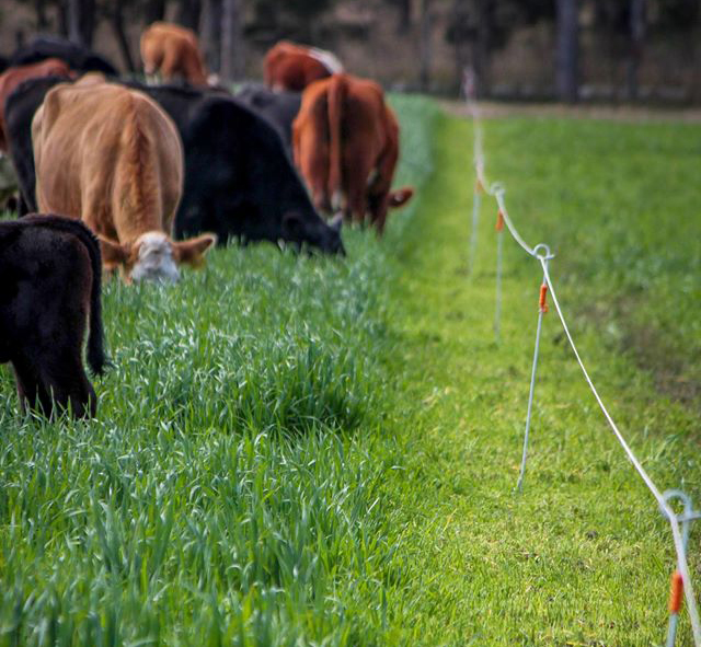 Sustainable paddock use through strip grazing