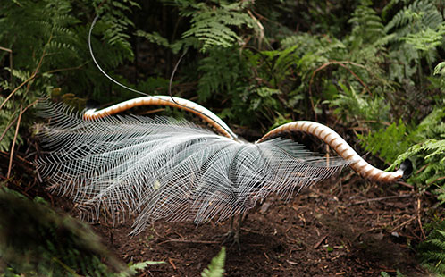 Male Lyrebird with full feathers on show