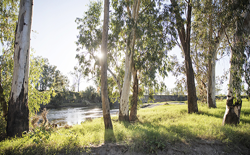 Trees and river bank