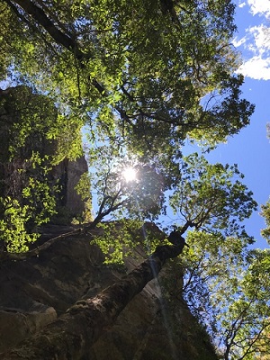 Canopy