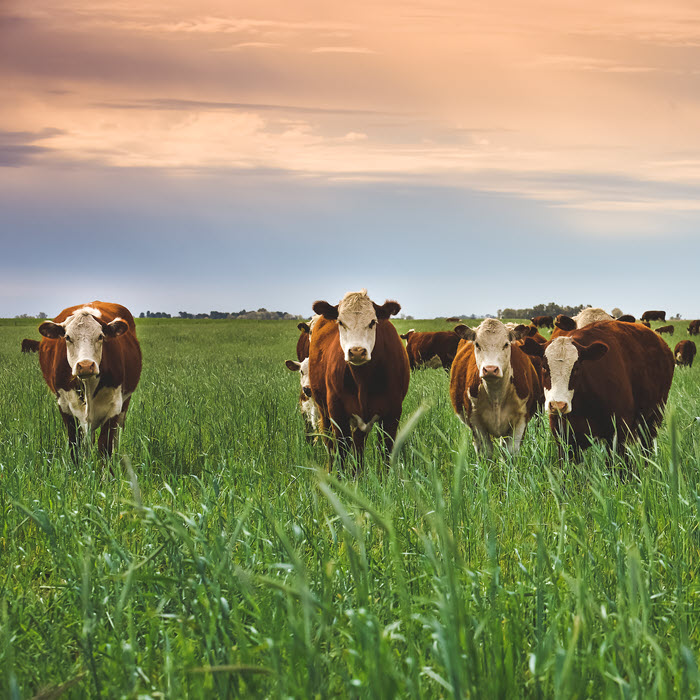 Sustainable Grazing