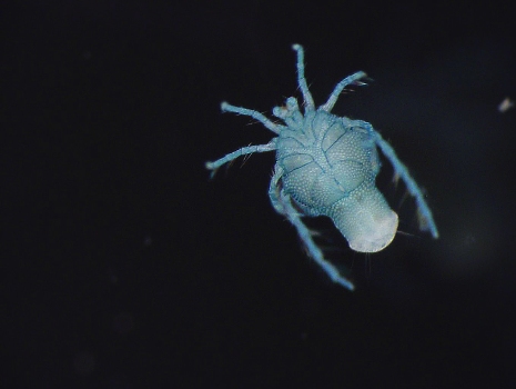 Water bug (Corixidae)