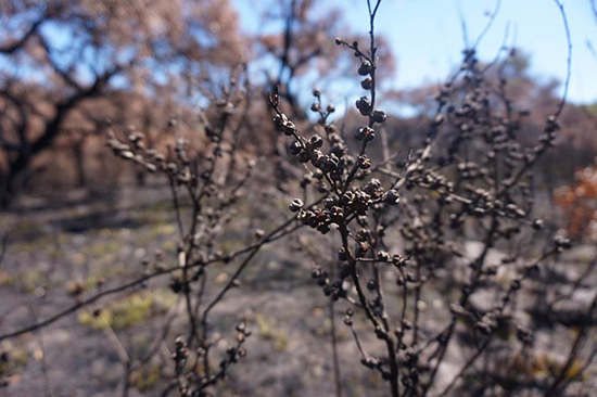 A closeup shot of burnt branches.