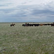 Dryland cattle 110