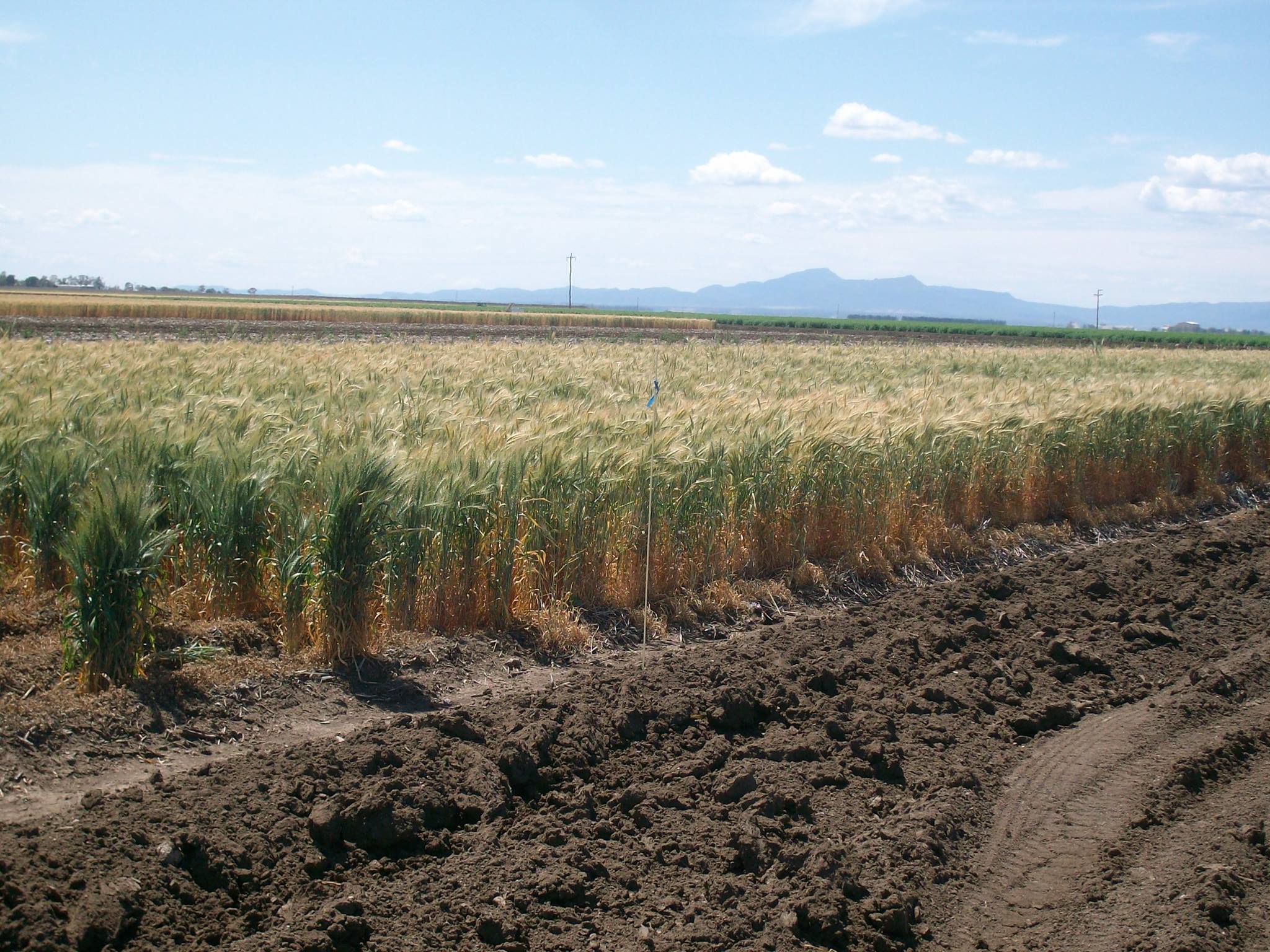 Wheat crops in Narrabri's heavy clay soils