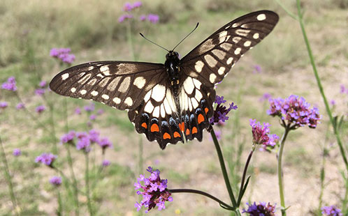 Dainty Swallowtail Butterfly