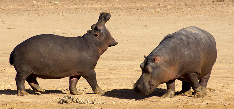 Hippos in South Africa