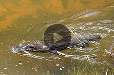 Video player button with platypus swimming