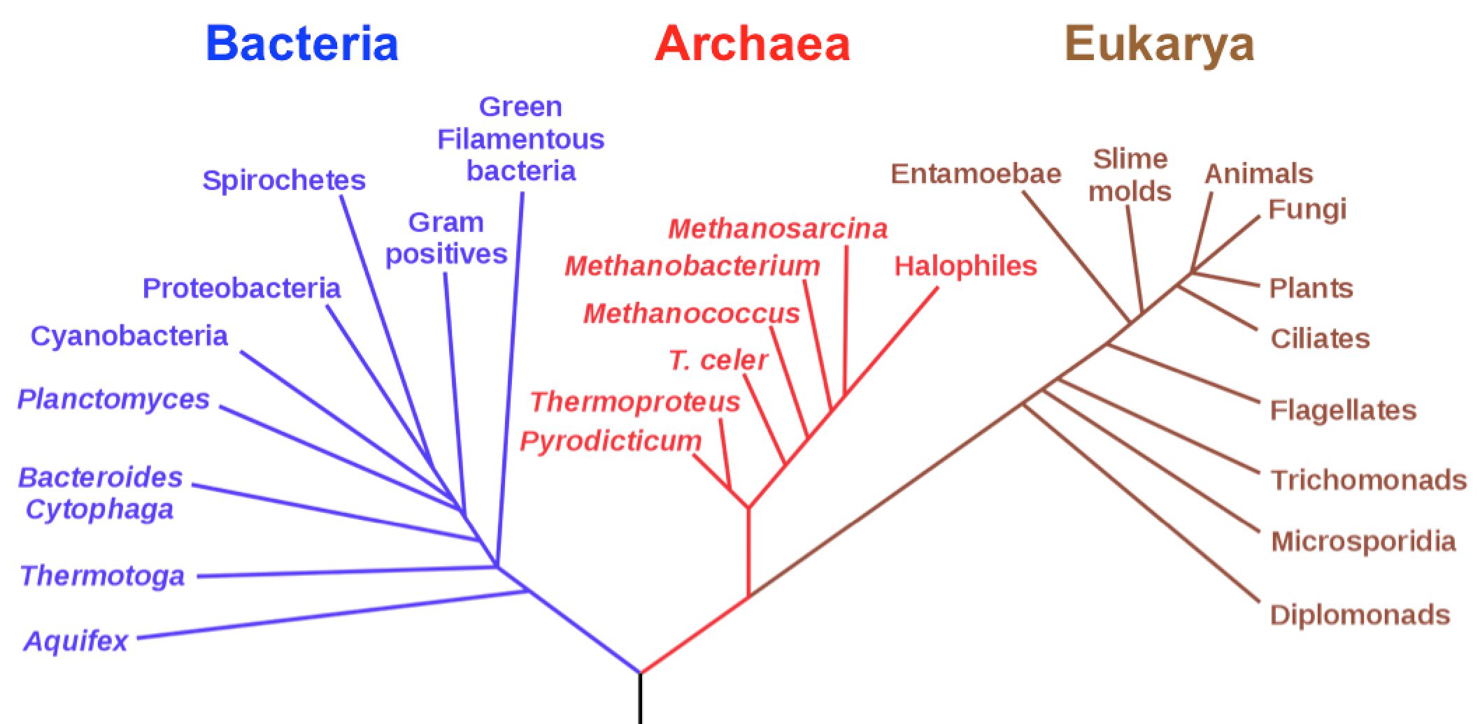 Phylogenetic_tree-of-life