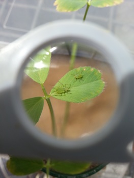 Aphid experimental web