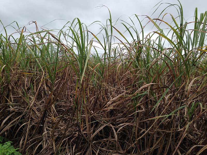 Yellow Cane in a field of sugarcane (Image: Sugar Research Australia)