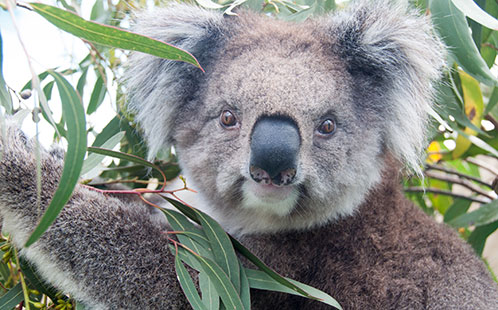 Koala Animal Microbiome 2