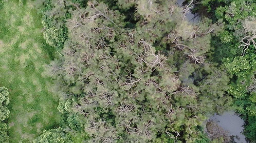 Drone footage of forest trees with flying foxes much less visible to human eye