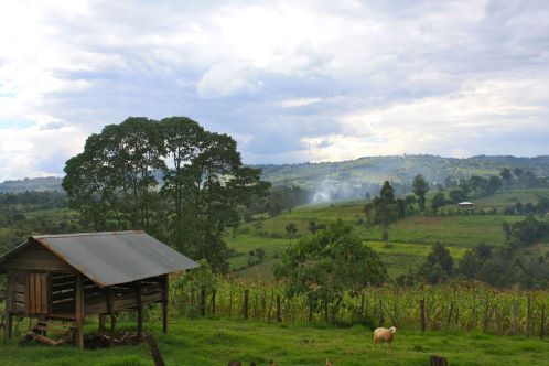Smoke on farm