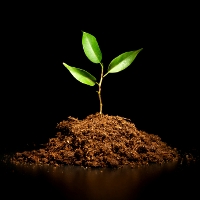 Young sprout on a black background