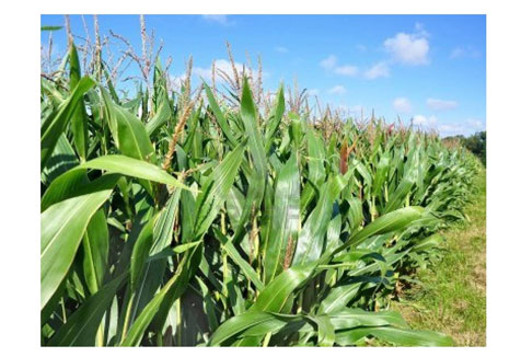 Corn (maize) field