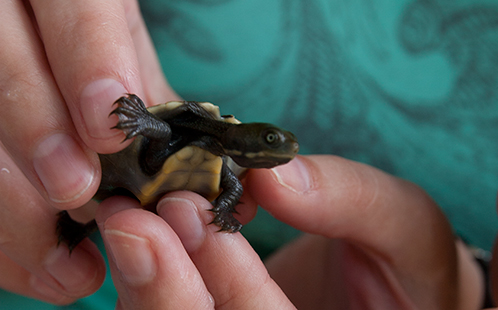 Close up hands holding turtle hatchling