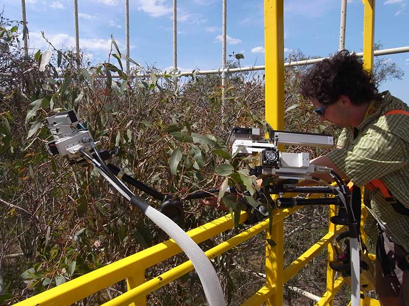 Measuring rates of photosynthetic activity in Eucalyptus tereticornis at the EucFACE site