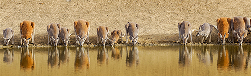 A row of 13 kangaroos drinking water from a river.
