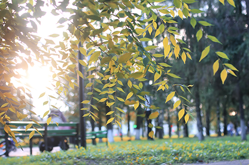 Sunlight shines through the leaves of a tree.