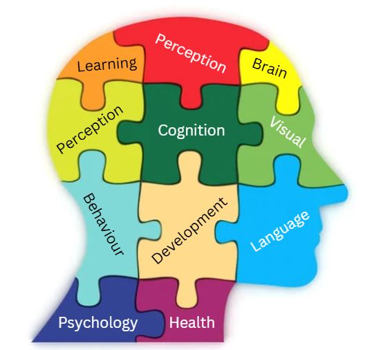 Brain image