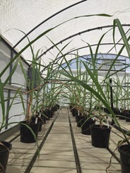 Sugarcane Experiment