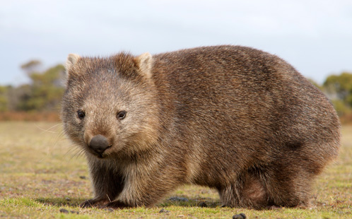 Wombat in sun