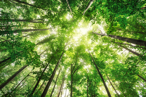 Nature tree canopy