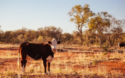 Study finds Australian drylands are vulnerable to the negative impact of  overgrazing | Western Sydney University