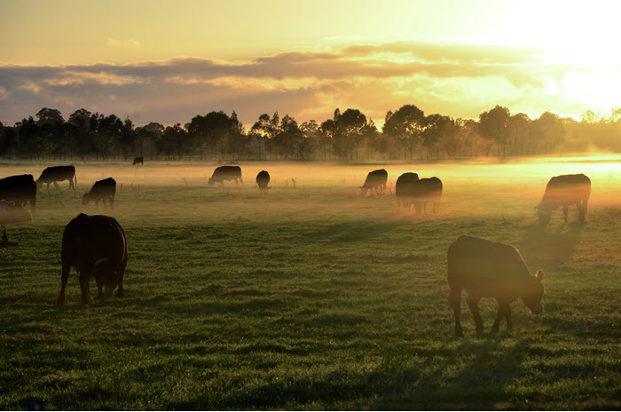 Grazing Cattle