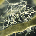 Arbuscular Mycorrhizae
