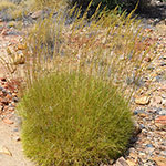 Spinifex-150