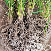 Microbes on wheat roots