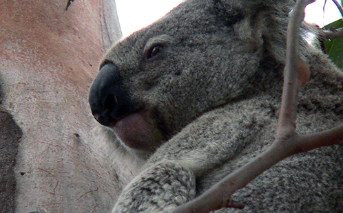 Koala sighting