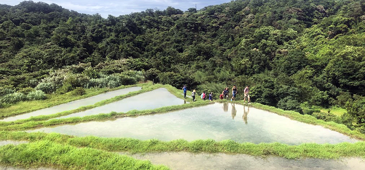 Rice Plantation in Taiwan