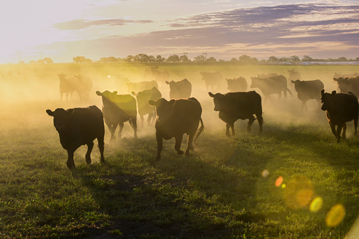 Cattle grazing