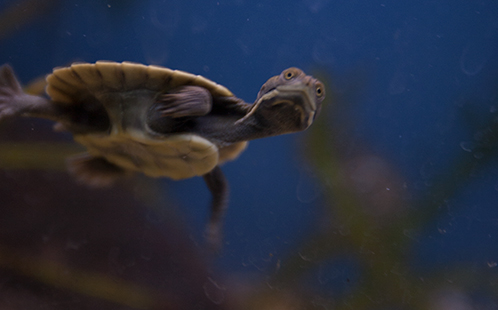 Turtle hatchling underwater