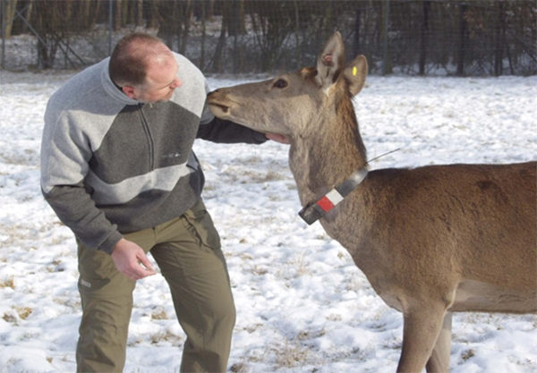 Scientist feeding red deer on snowy background
