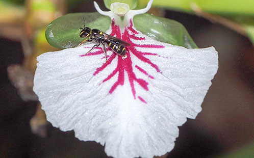 Cardamom Pollinator