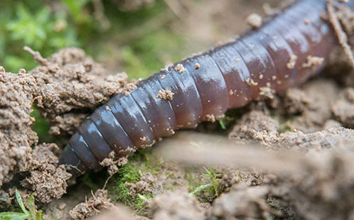 Earthworm (credit: Valentin Gutekunst)