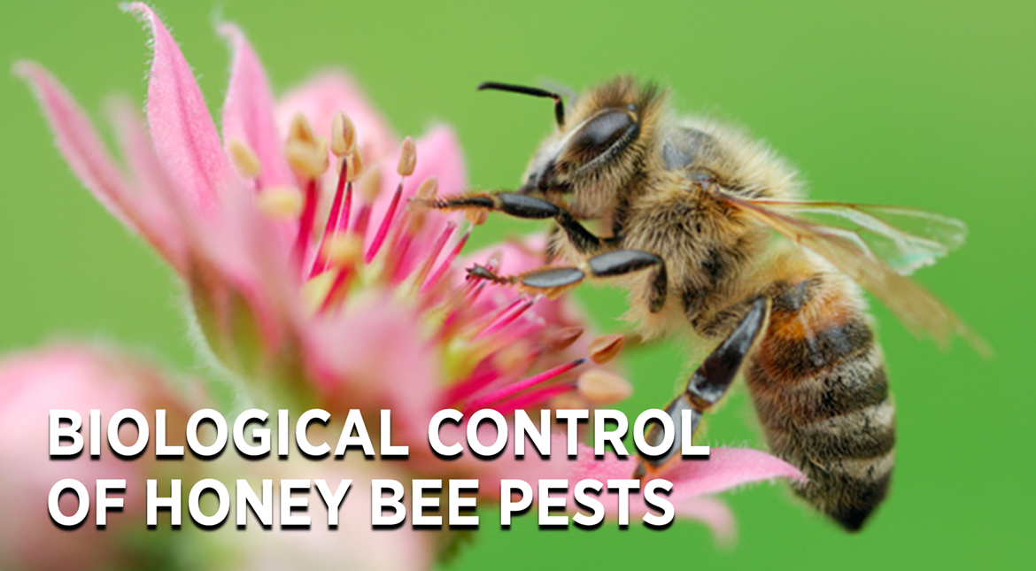 Biological Control of Honey Bee Pests